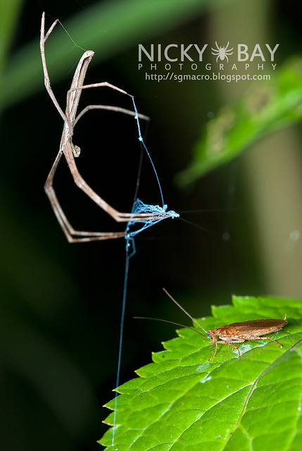 Net-casting Spider (Deinopis sp.) - DSC_4513