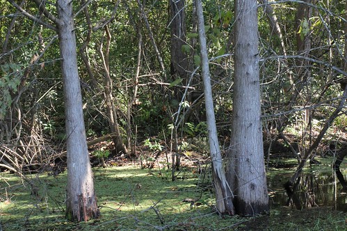 trees pond florida swamp baldcypress