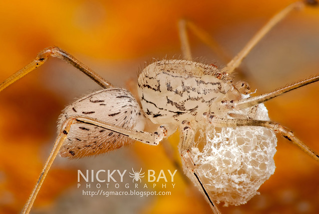 Spitting Spider (Scytodidae) - DSC_0193