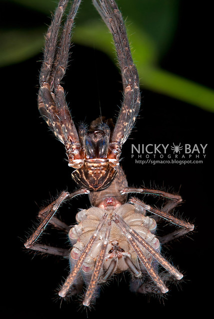 Huntsman Spider moulting (Sparassidae) - ESC_0074