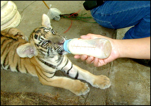 Feeding Tiger Cub