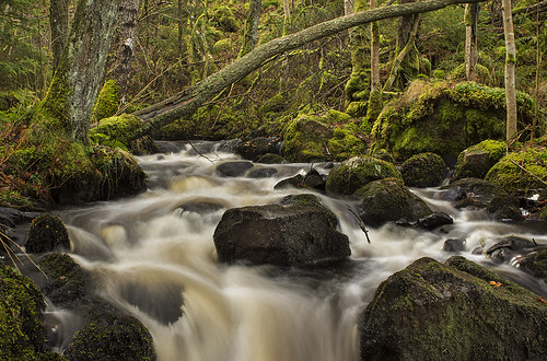 trees water creek forest river flow moss woods stream sweden stones halland mygearandme mygearandmepremium