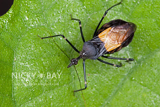 Assassin Bug (Reduviidae) - DSC_1343