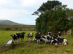 Cows at Portmagee, Ring of Kerry tour