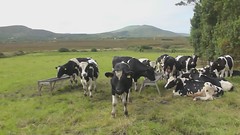 Movie of cows at Portmagee, Ring of Kerry tour