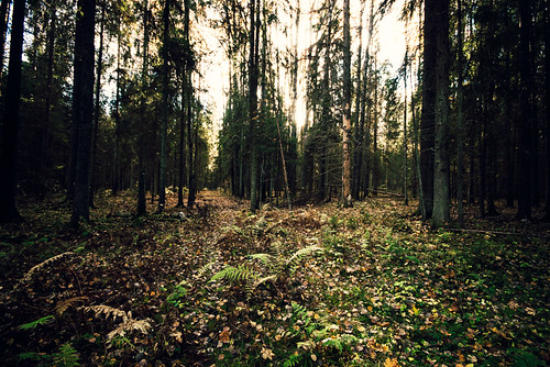 wood autumn fall nature forest woods nikon sweden sigma sigma1020mm naturreservat d80 nikond80 långängarna långängarnasnaturreservat