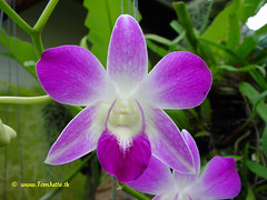 Sai Nam Phung Orchid Farm, Mae Rim, Chiang Mai, Thailand - 2996