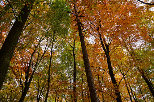 autumnalforest forêtdautomne bosqueotoñal