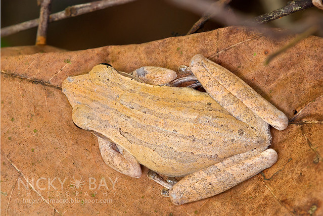 Four-lined Tree Frog (Polypedates leucomystax) - DSC_1679