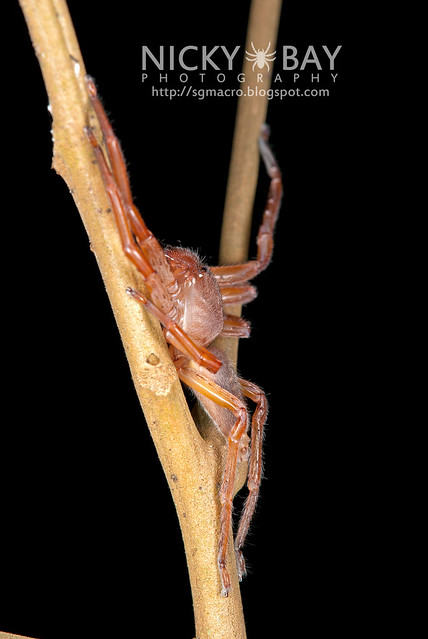Huntsman Spider (Sparassidae) - DSC_0483