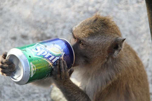 Monkey gone to consumer heaven!