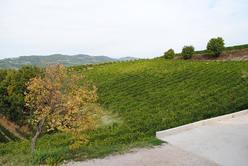vacation italy alps vineyard view wine winery 2012 cortesantalda