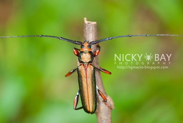 Longhorn Beetle (Xystrocera festiva) - DSC_8192