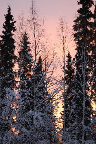 trees winter sunset alaska nikon peaceful alpineglow rebeak cy365