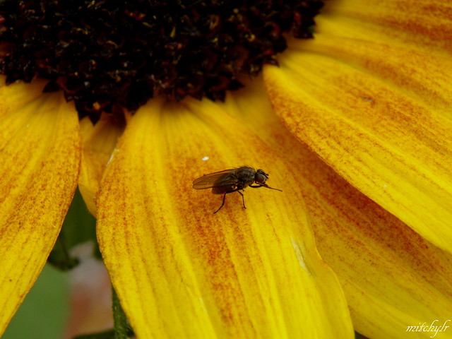 Fly On A Blush Sunflower