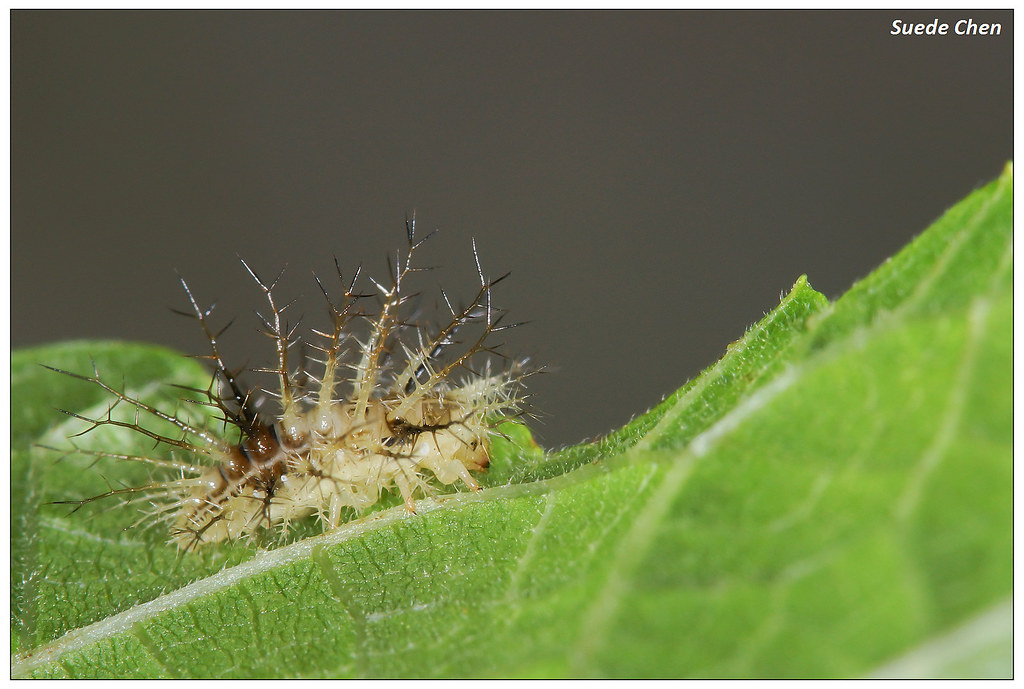 圓斑食植瓢蟲(苧麻十星瓢蟲) Epilachna maculicollis (Sicard, 1912)