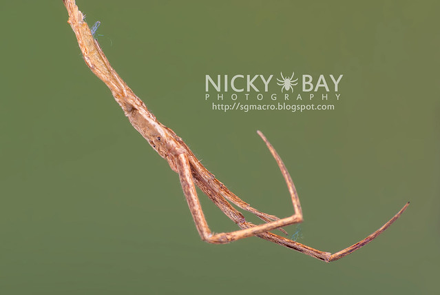 Twig-like Feather-legged Spider (Miagrammopes sp.) - DSC_3151