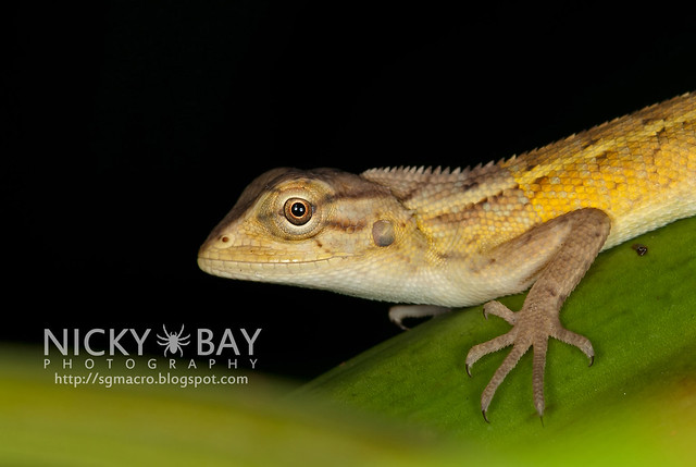 Changeable Lizard (Calotes versicolor) - DSC_1407
