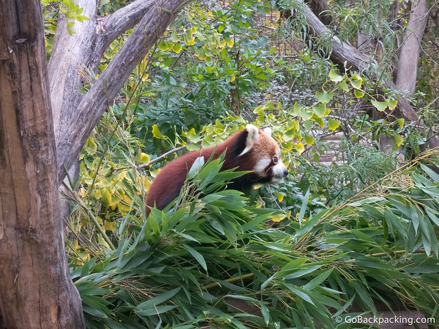 Nepalese red panda