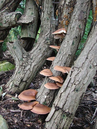 Shiitake might be important help in skin care
