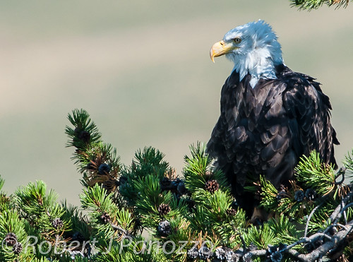bird eagle baldeagle yellowstonenationalpark yellowstone naturesgallery thenaturesgreenpeace