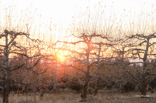 california county trees sunset usa foothills color tree photography evening el sierra boa vista dorado applehill stephencurtin