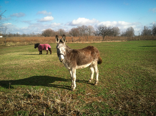 tennessee westmoreland donkey pony jackrobinson