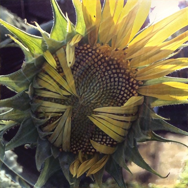 Sunflower #sunflower #sunflowers #flowers #gardens #patiogarden #lensflare #prisma