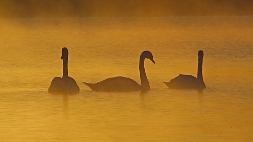 sun lake sunrise bedford dawn swan wildlife bedfordshire felton sunup muteswan firstlight dovecote cygnusolor gravelpit willington robertfelton bedfordrivervalleypark