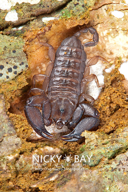Scorpion (Liocheles australasiae?) - DSC_6035