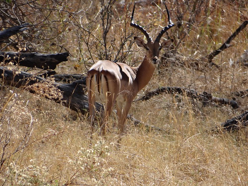 animals african antelope botswana impala