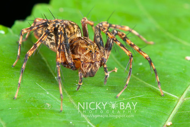 Lynx Spider (Oxyopidae) - DSC_4168