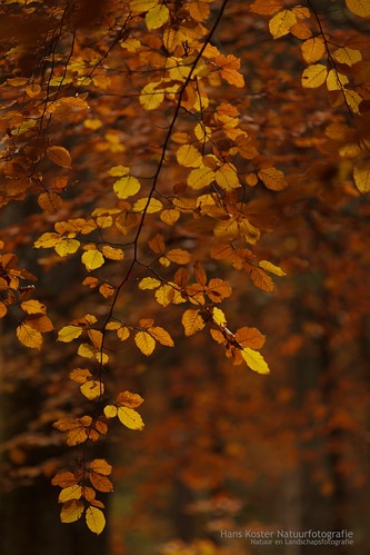 autumn trees water colors forest bomen belgium ardennen herfst belgië bos kleuren bej hknatuurfotografienl lahoegne hanskoster