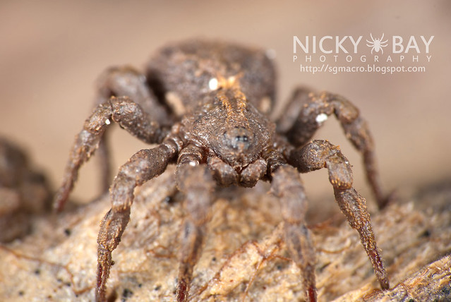 Ground Spider (Cryptothele sundaica) - DSC_0457