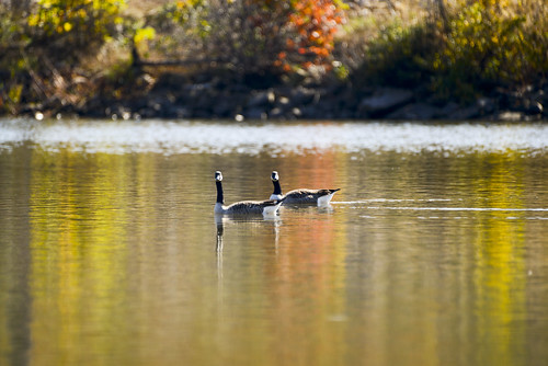 autumn fall geese wildlife goose foliage canadiangoose canadiangeese annville canadagoose fortindiantowngap lebanoncounty ftindiantowngap ftig