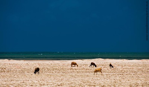praia beach sand jericoacoara sheep areia playa herd jeri ovelha rebanho jijoca ovino adrianoaquino