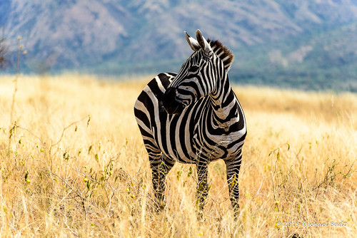animals zebra ethiopia arbaminch naturelandscape southernnationsnationalitiesandpeoplesregion southernnationsnationalities