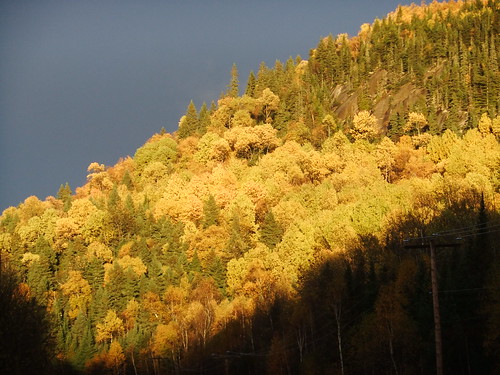 sun canada yellow jaune automne soleil violet québec forêt feuilles feuille stmicheldessaints