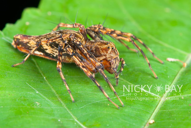 Lynx Spider (Oxyopidae) - DSC_4169
