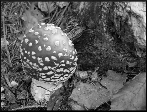 blackandwhite bw mushroom germany bayern deutschland natur amanitamuscaria landschaft pilz fliegenpilz bayerischerwald schwarzweis flyamanita