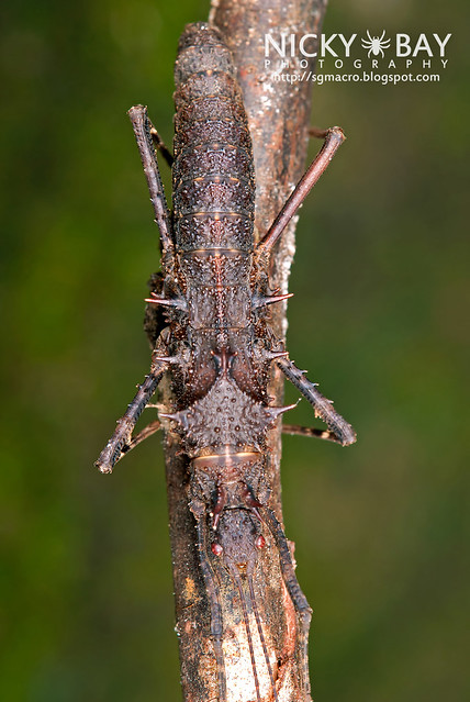 Stick Insect (Phasmatodea) - DSC_1905