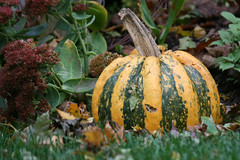 pumpkin 130