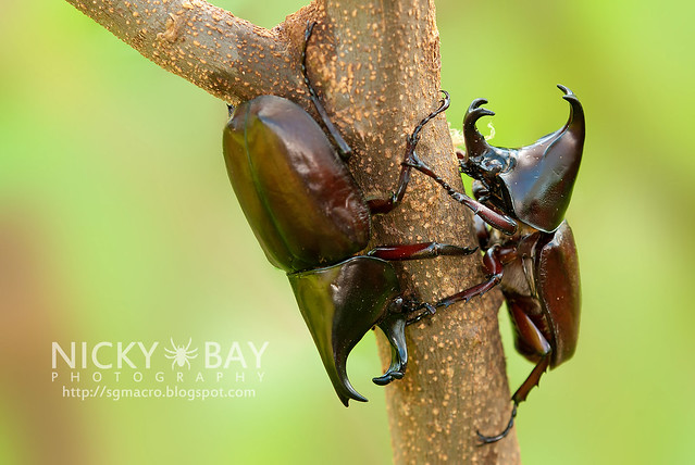 Rhinoceros Beetles (Dynastinae) - DSC_7767