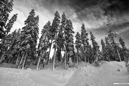 trees winter sky blackandwhite bw snow clouds landscape us washington stevenspass nikonwideanglepcenikkor24mmf35ded