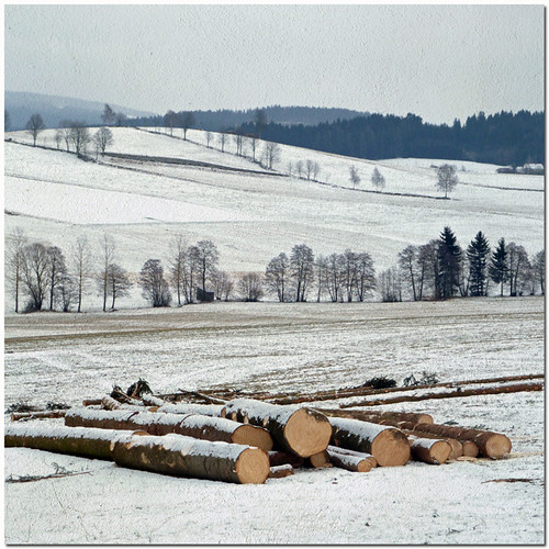 wood winter snow landscape austria bush hill textured muehlviertel thankstogranthwebfortexture