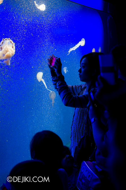 S.E.A. Aquarium - Photographing Sea Jelly