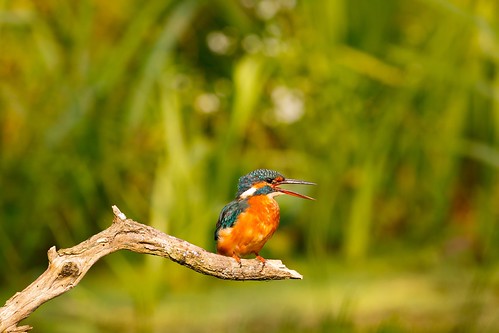 Kingfisher digesting its lunch