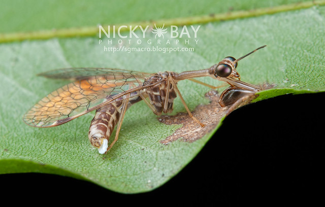 Mantisfly (Mantipidae) - DSC_6879
