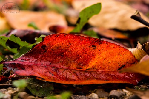 morning autumn red plant color green fall nature wet water leaves rain yellow closeup landscape droplets leaf saturated flickr cloudy fallen grounded facebook lowangle