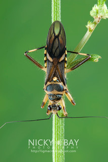 Assassin Bug (Reduviidae) - DSC_5788